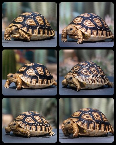 Photo post from carapacecritters.