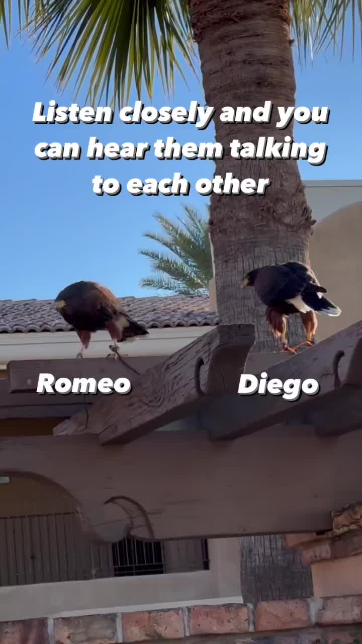Video post from desertkingsfalconry.