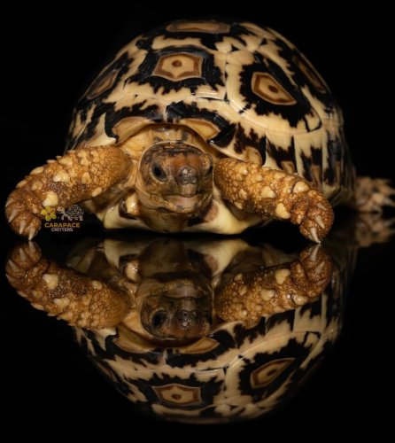 Photo post from carapacecritters.