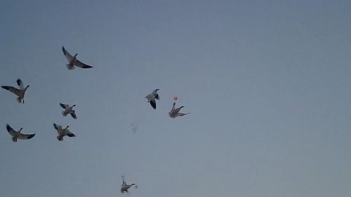 Video post from northernskiesoutfitters.