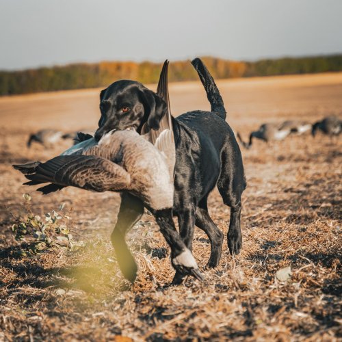 Photo post from northernskiesoutfitters.