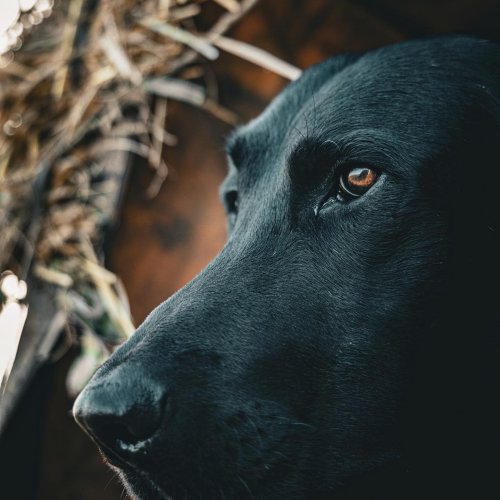 Photo post from northernskiesoutfitters.