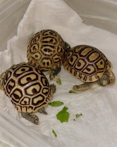 Photo post from carapacecritters.