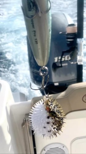 Video post from ejs_fishing_charters.