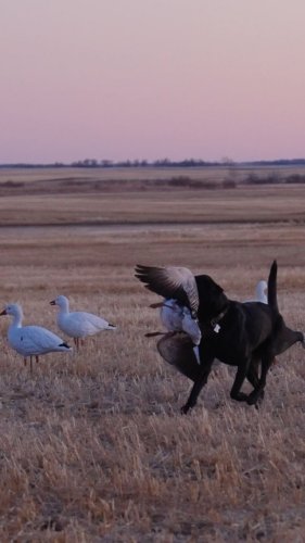 Video post from northernskiesoutfitters.