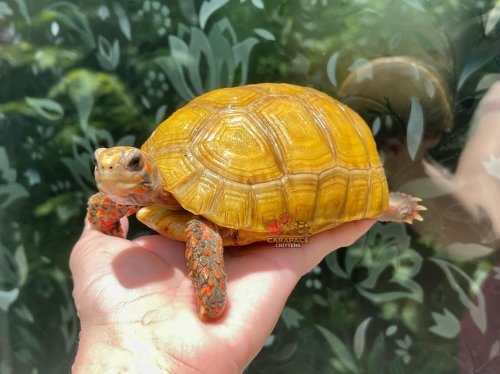 Photo post from carapacecritters.