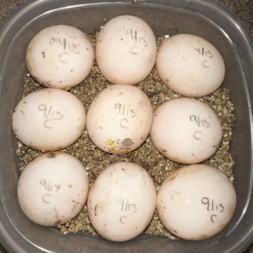 Photo post from carapacecritters.