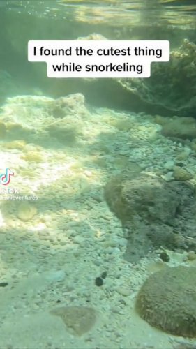 Video post from thingstodoinjamaica.