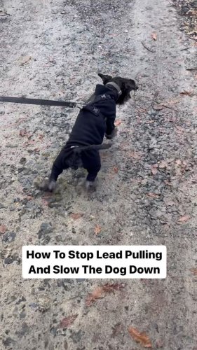 Video post from southenddogtraining.