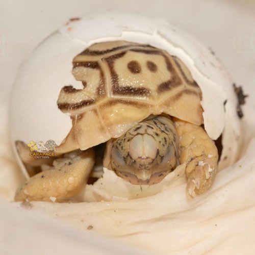 Photo post from carapacecritters.