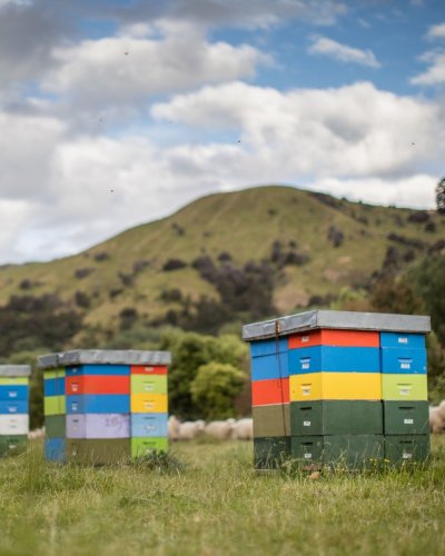 Photo post from comvita_au.