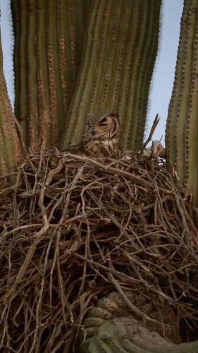 Video post from visittucson.