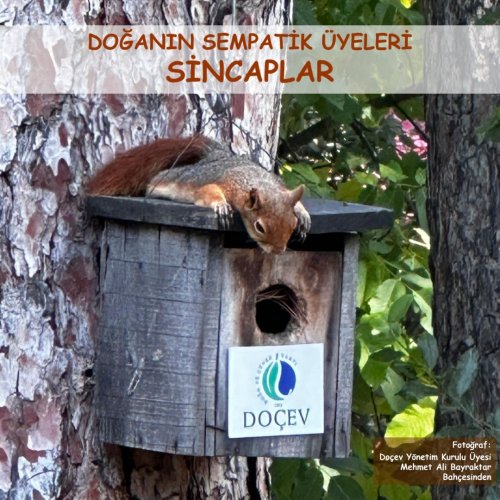 Photo post from dogavecevrevakfi.