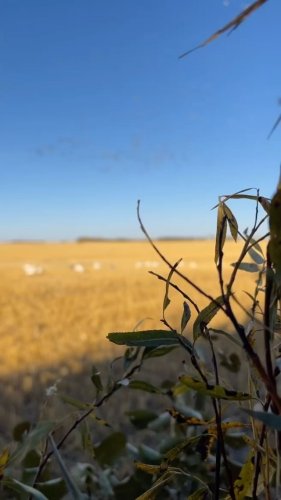 Video post from northernskiesoutfitters.