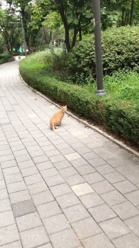 Video post from nydreamer7.