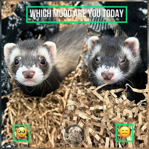 Photo post from njexoticpets.