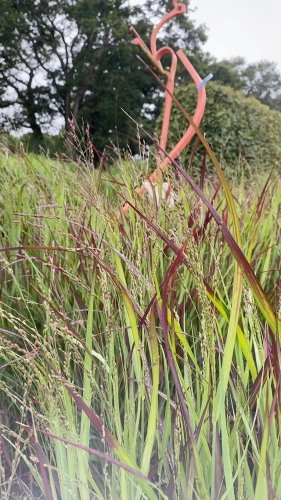 Video post from sussexprairies.