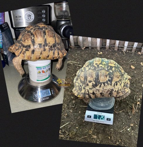 Photo post from carapacecritters.