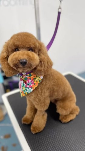 Video post from k9playtimedoggydaycare.