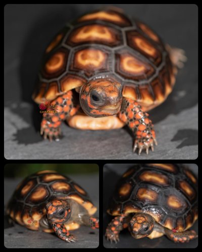 Photo post from carapacecritters.