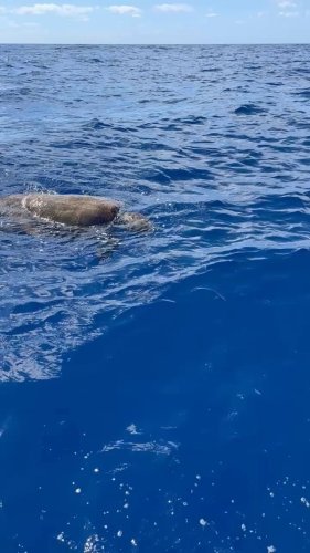 Video post from ejs_fishing_charters.