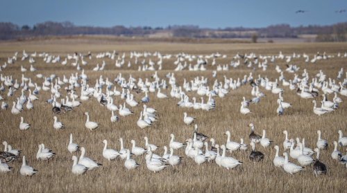 Photo post from northernskiesoutfitters.