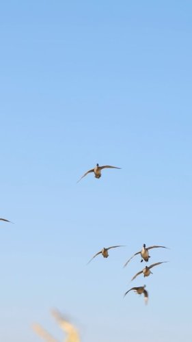 Video post from northernskiesoutfitters.