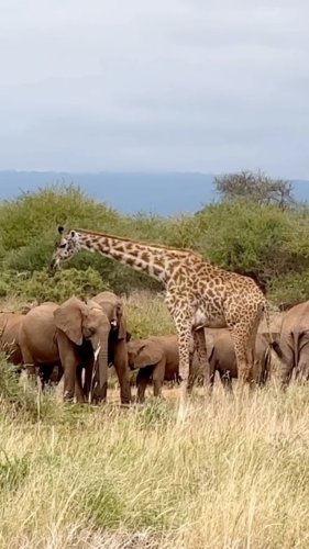 Video post from comvita_au.