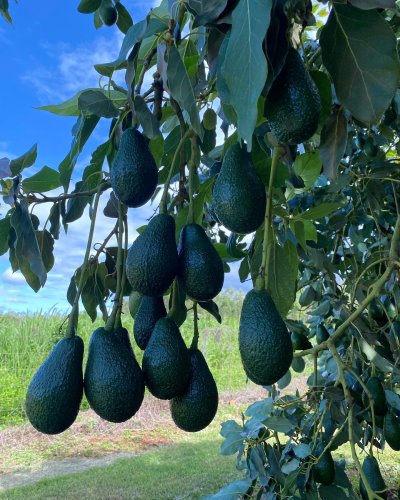 Photo post from howefarming.