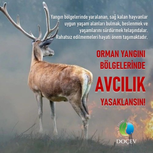 Photo post from dogavecevrevakfi.
