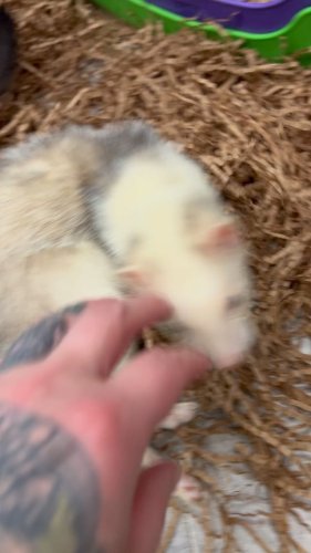 Video post from njexoticpets.