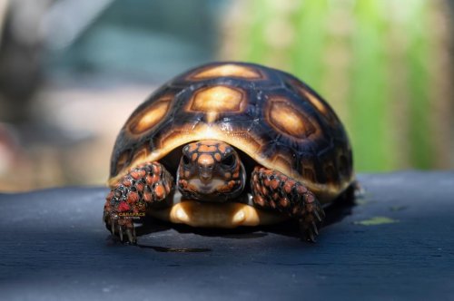 Carousel post from carapacecritters.