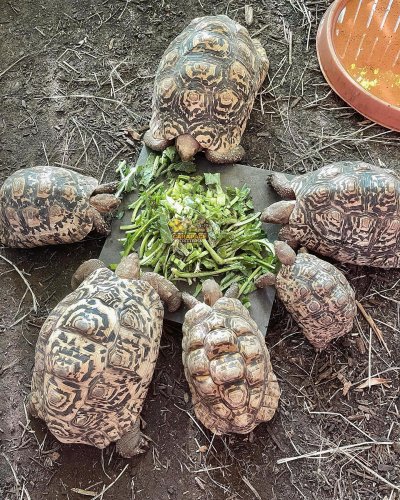 Photo post from carapacecritters.