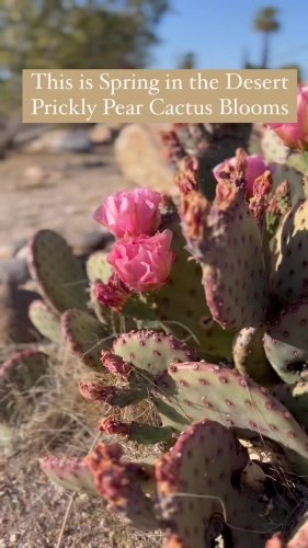 Video post from visittucson.