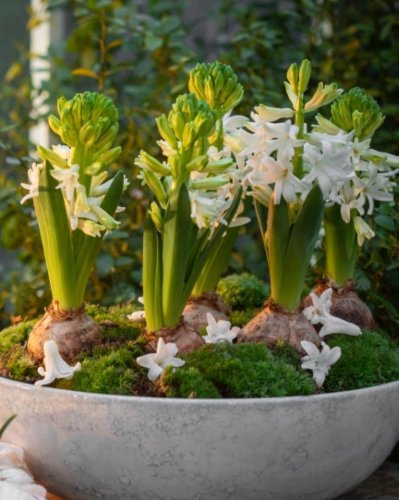 Photo post from blomsterborsen.