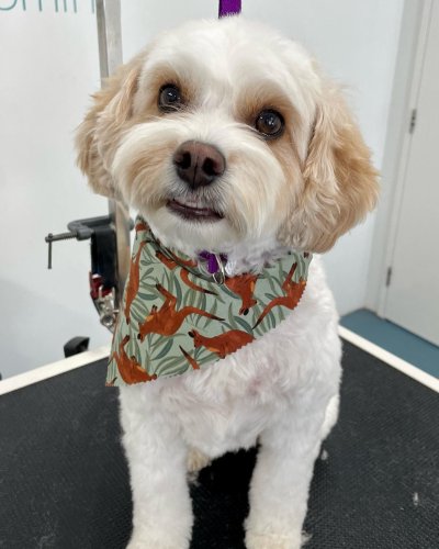 Carousel post from k9playtimedoggydaycare.