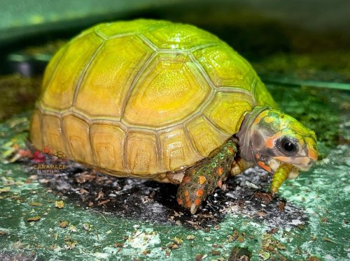 Photo post from carapacecritters.