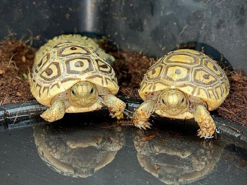 Photo post from carapacecritters.