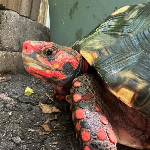 Photo post from carapacecritters.