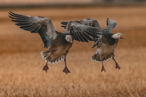 Photo post from northernskiesoutfitters.