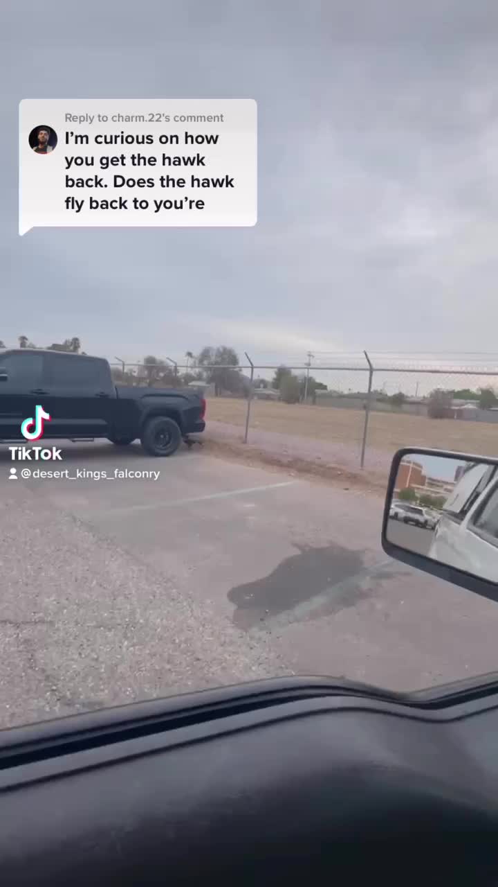 Video post from desertkingsfalconry.