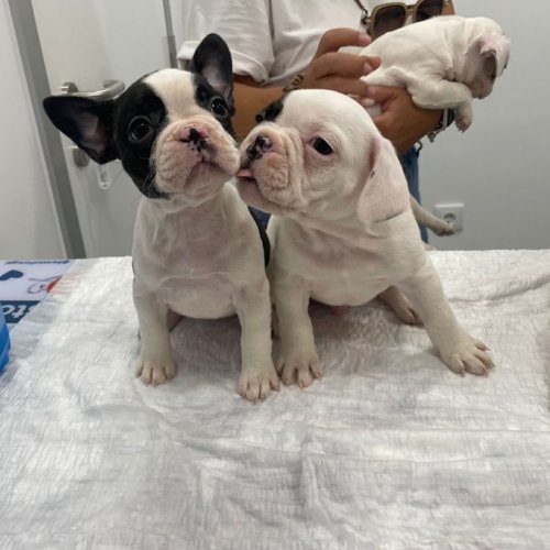 Carousel post from clinica_veterinaria_dourosul.