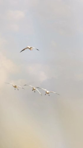 Video post from northernskiesoutfitters.