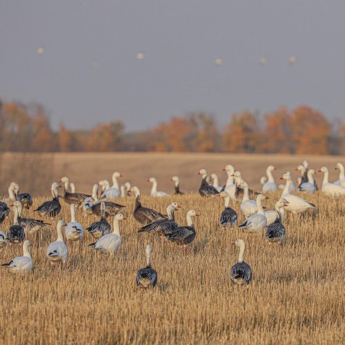 Photo post from northernskiesoutfitters.