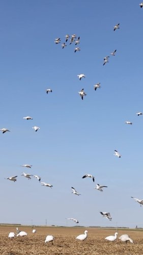 Video post from northernskiesoutfitters.