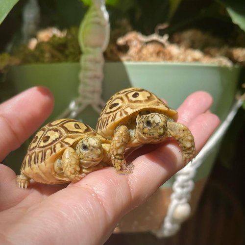 Carousel post from carapacecritters.