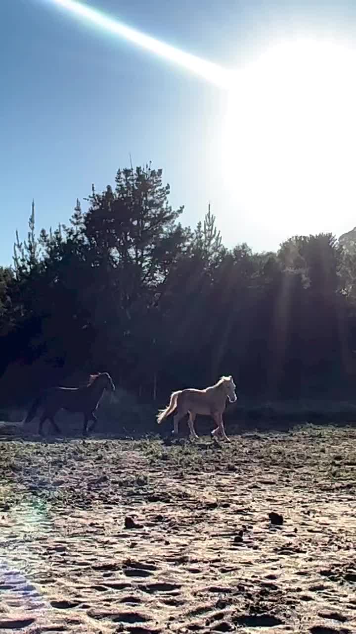 Video post from __amber_lydic__.