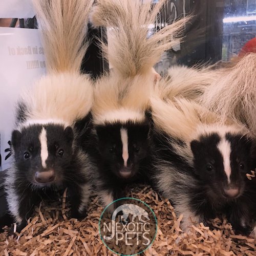 Photo post from njexoticpets.