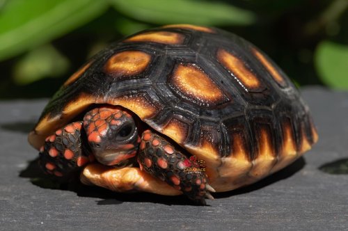 Photo post from carapacecritters.