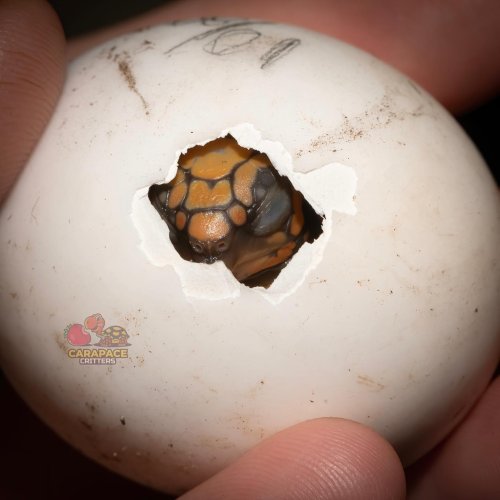 Photo post from carapacecritters.